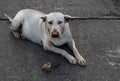 Fat street dog with red nose as clown