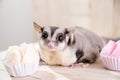 Fat sugar glider eating muffin cup cake or cotton-wool cake, dessert Thailand. Royalty Free Stock Photo