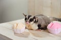 Fat sugar glider eating muffin cup cake or cotton-wool cake, dessert Thailand. Royalty Free Stock Photo