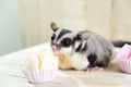 Fat sugar glider eating muffin cup cake or cotton-wool cake, dessert Thailand. Royalty Free Stock Photo