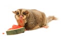 Fat sugar-glider eatting melon