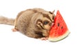 Fat sugar-glider eatting melon