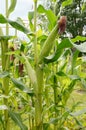 Fat sweetcorn cobs with dark pollinated silks