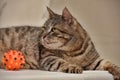 Fat tabby cat Royalty Free Stock Photo