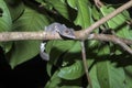 Fat-tail Gecko Uroplatus fimbriatus, Nosy Mangabe, Madagascar