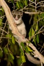 Fat Tailed Dwarf Lemur Royalty Free Stock Photo
