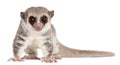 Fat-tailed Dwarf Lemur, Cheirogaleus medius