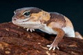 Fat-tailed gecko Royalty Free Stock Photo