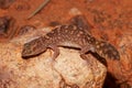 Fat tailed Gecko Royalty Free Stock Photo