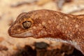 Fat tailed Gecko Royalty Free Stock Photo