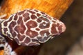 Fat Tailed Gecko- Hemitheconyx caudicinctus, dorsal head scales, Saswad Royalty Free Stock Photo