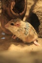 Fat-tailed gerbil