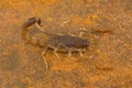 Fat tailed scorpion, genus Lychas from Pondicherry, Tamilnadu, India.
