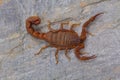 Fat tailed scorpion Hottentotta rugiscutis from Satara district
