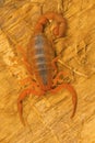 Fat tailed scorpion, Hottentotta rugiscutis from type locality, Chengalpettu