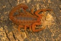 Fat tailed scorpion, Hottentotta rugiscutis from type locality, Chengalpettu