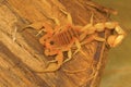 Fat tailed scorpion Hottentotta sp. from Kanyakumari, Tamil Nadu