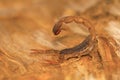 Fat tailed scorpion sting, genus Lychas from Pondicherry, Tamilnadu, India.