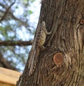 A fat Texas spiny lizard climbing on a ceder tree.