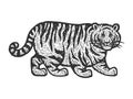 fat tiger sketch vector illustration