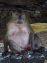 Fat monkey pensive and relaxed Royalty Free Stock Photo