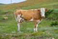 A fat white cow with horns poses standing in the grass against the background of a blue lake Baikal