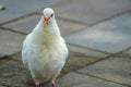 The Fat White Pigeon Standing Alone Royalty Free Stock Photo