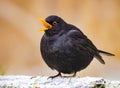 Fat wild Black Bird singing in nature early morning