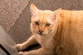 Fat yellow cat