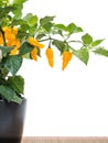 Fatalii chili on plant isolated on white Royalty Free Stock Photo