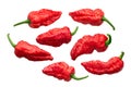 Fatalii peppers c. chinense, paths