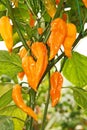 Fatalii yellow Royalty Free Stock Photo