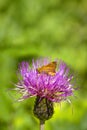 Fathead butterfly on a Thistle flower. Bright natural background with a butterfly on a flower