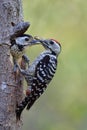 Father bird feeding its baby on wooden nest during breeding season in soft environment and blur green background Royalty Free Stock Photo
