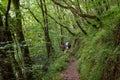 Father and child walking a forest path Royalty Free Stock Photo