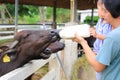 Father and daughter feeding the murrah buffalo in farm