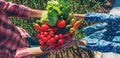 Father and daughter are harvest vegetables from the vegetable garden in hands. Selective focus. Royalty Free Stock Photo