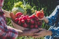 Father and daughter are harvest vegetables from the vegetable garden in hands. Selective focus. Royalty Free Stock Photo