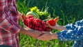 Father and daughter are harvest vegetables from the vegetable garden in hands. Selective focus. Royalty Free Stock Photo