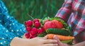 Father and daughter are harvest vegetables from the vegetable garden in hands. Selective focus. Royalty Free Stock Photo