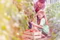 Father and daughter harvesting tomatoes at farm Royalty Free Stock Photo