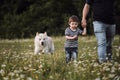 Father firmly holds his little son by hand and they walk through green chamomile field. White dog runs quickly beside people and Royalty Free Stock Photo