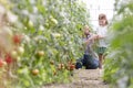 Father giving organic tomato to daughter at farm Royalty Free Stock Photo