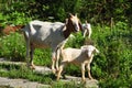 Father Goat and Baby Goat Royalty Free Stock Photo