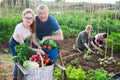 Father with her teenage daughter are proud of the harvested ripe vegetables on the field Royalty Free Stock Photo