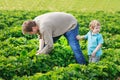 Father and little boy of 3 years on organic strawberry farm in s Royalty Free Stock Photo