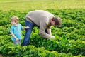 Father and little boy of 3 years on organic strawberry farm in s Royalty Free Stock Photo