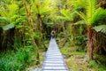 Father with little daughter walking in the rain forest. New Zealand Royalty Free Stock Photo