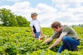 Father and little kid boy on strawberry farm in summer Royalty Free Stock Photo