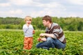 Father and little kid boy on strawberry farm in summer Royalty Free Stock Photo